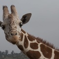 320-9946 Safari Park - Giraffe.jpg
